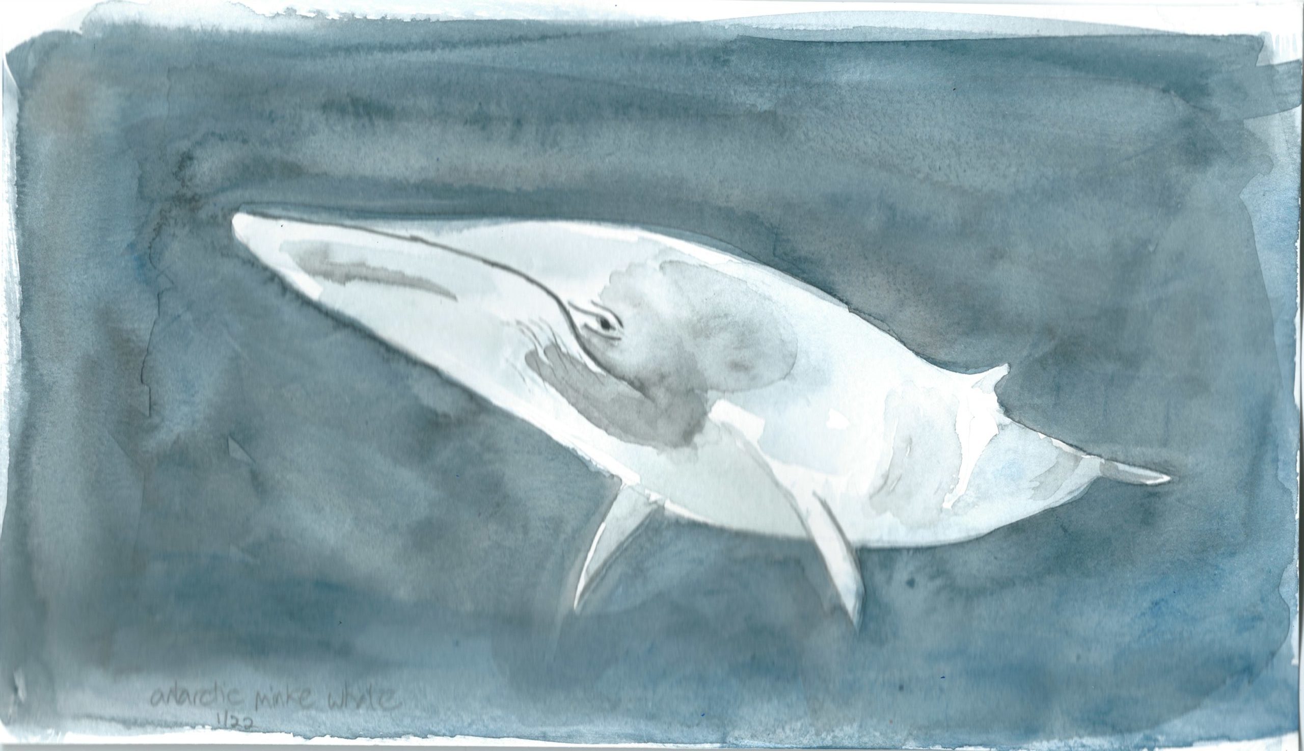 Minke whale in watercolor