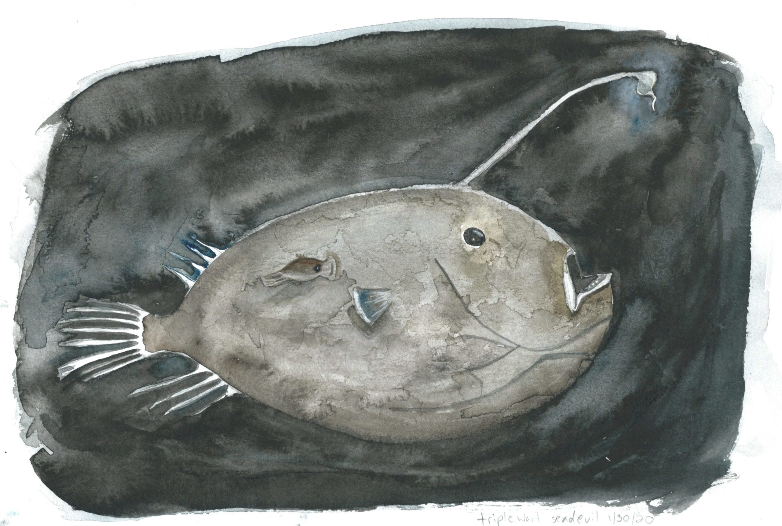 anglerfish watercolor painting