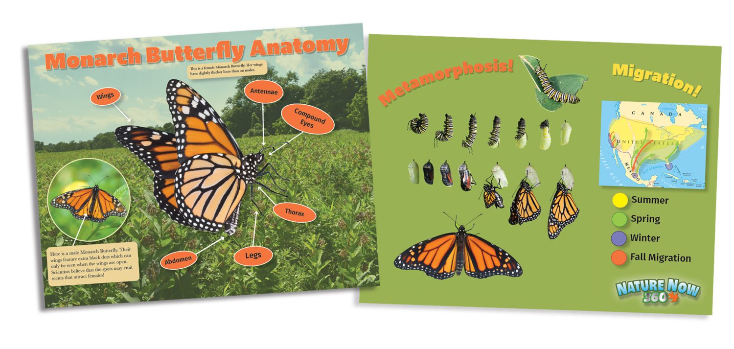 Nature Now 360 Monarch Butterfly poster front and back